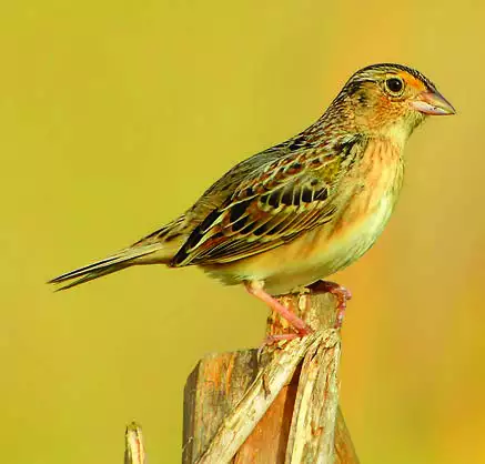 Grasshopper Sparrow