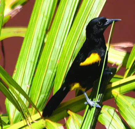 Puerto Rican Oriole