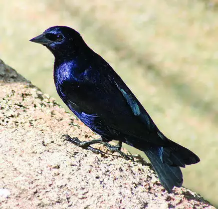 Shiny Cowbird