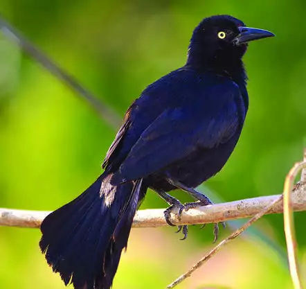 Greater Antillean Grackle