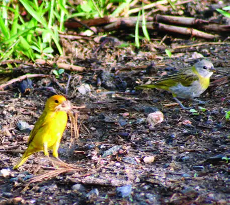 Saffron Finch