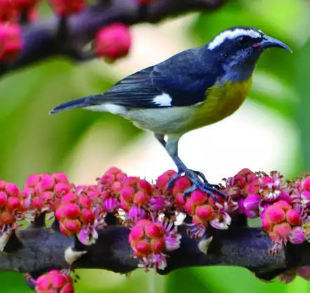 Bananaquit