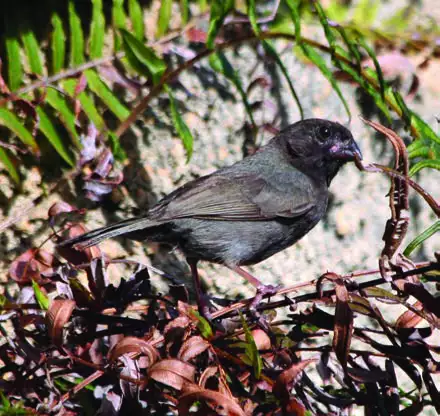 Black-faced Grassquit