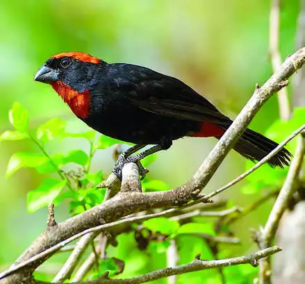 Puerto Rican Bullfinch